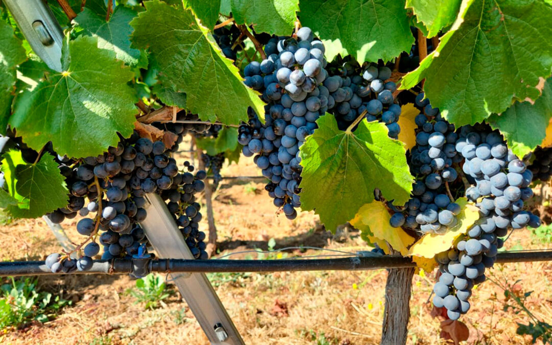 “Historias del Vino Chile” presenta la vida de emprendedores en elGourmet