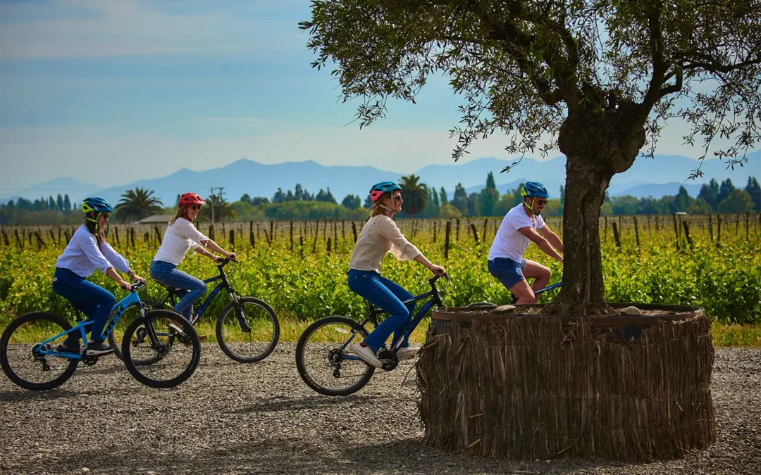 Descubre la viña con el Carmenere mejor rankeado del mundo