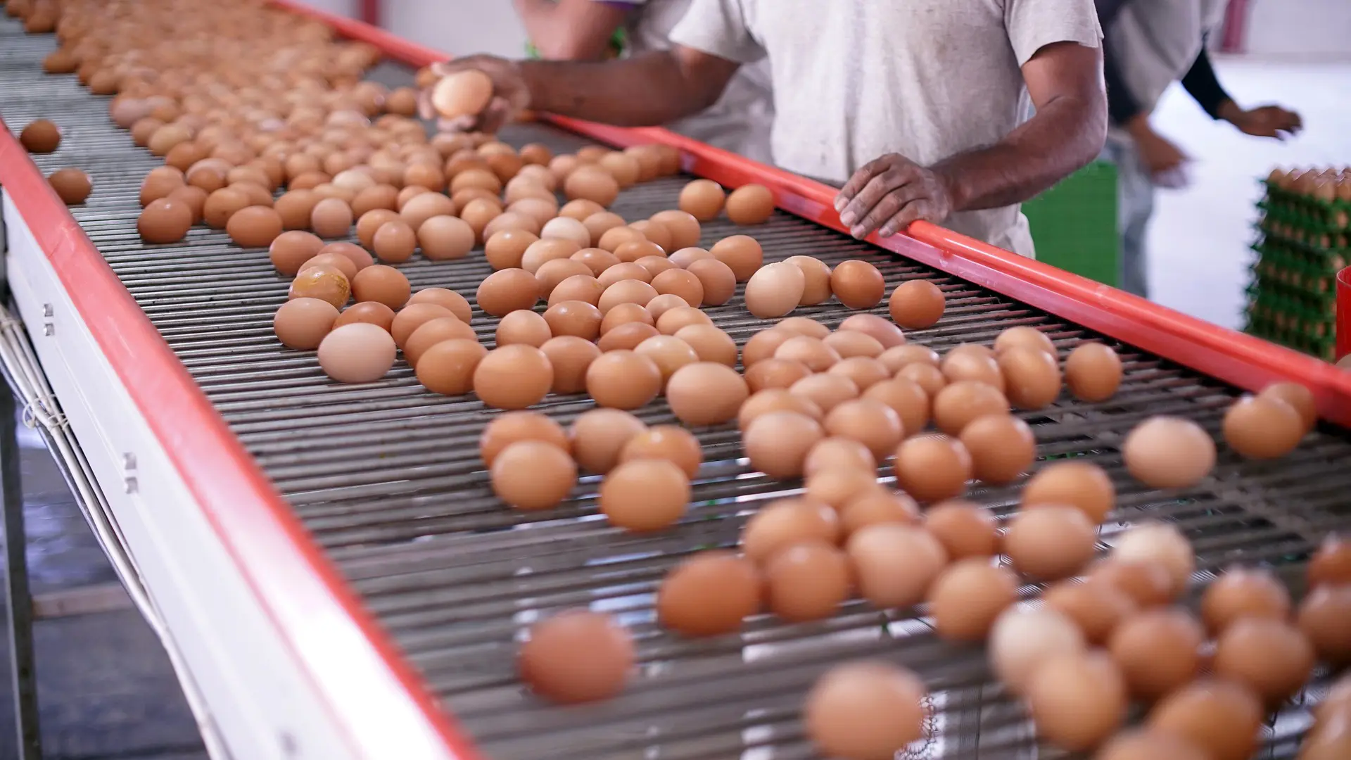 En Día Mundial del Huevo se celebra récord histórico de consumo y producción de ese alimento en el país