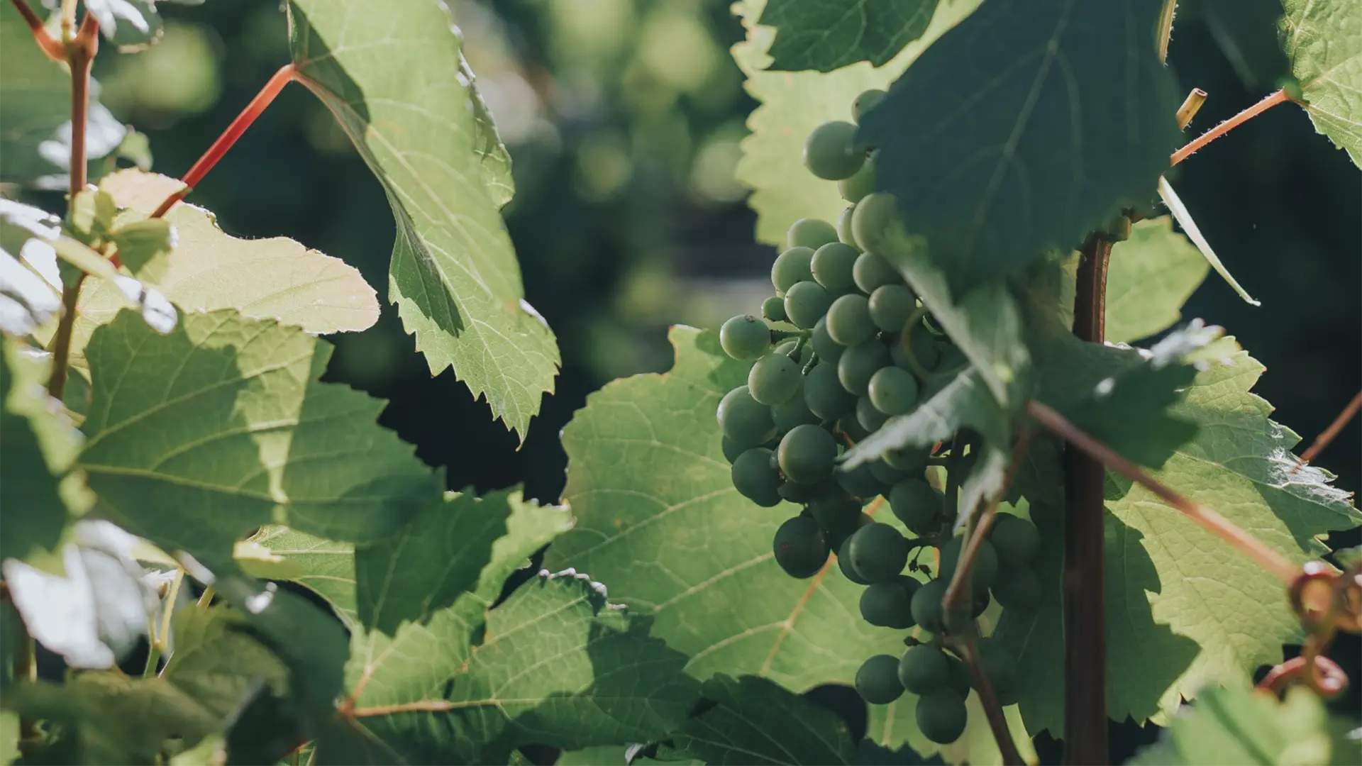 Córdoba y sus vinos: Un viaje 360° para paladares exigentes