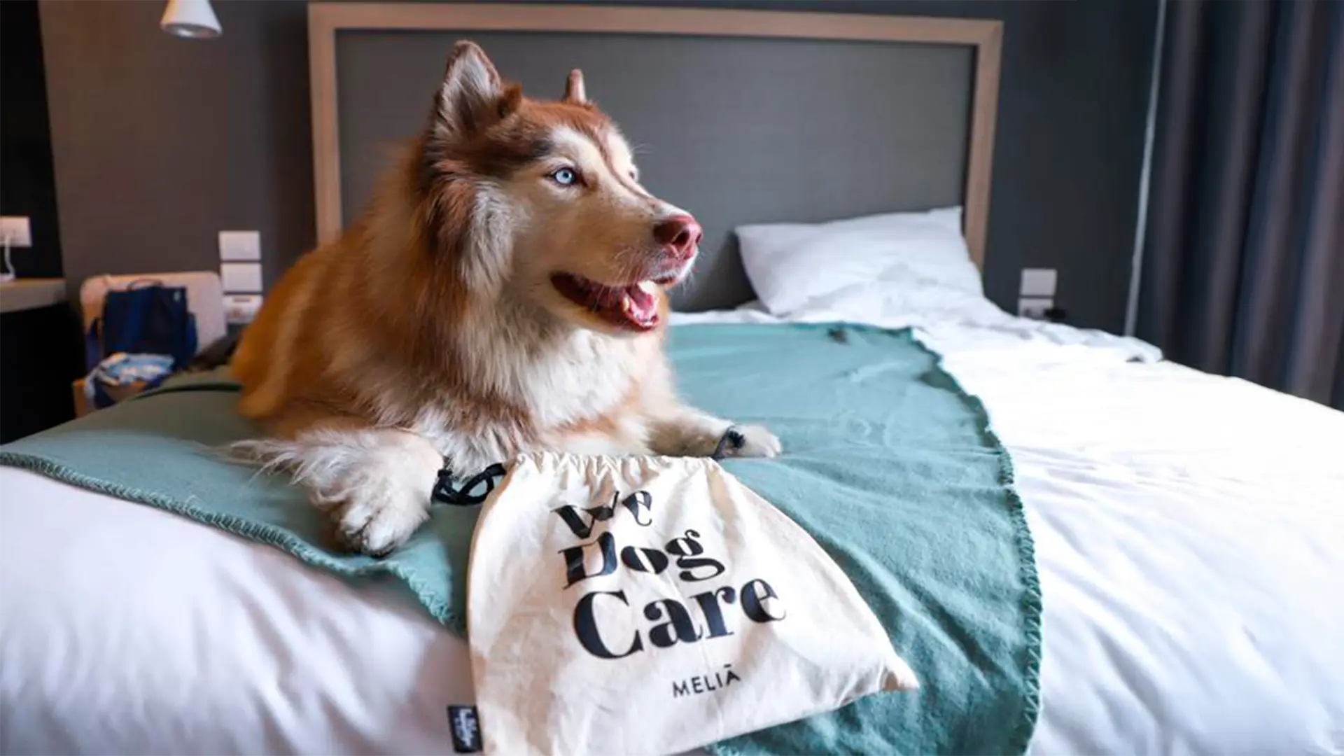 Viaja con tu mascota y descubre Lima