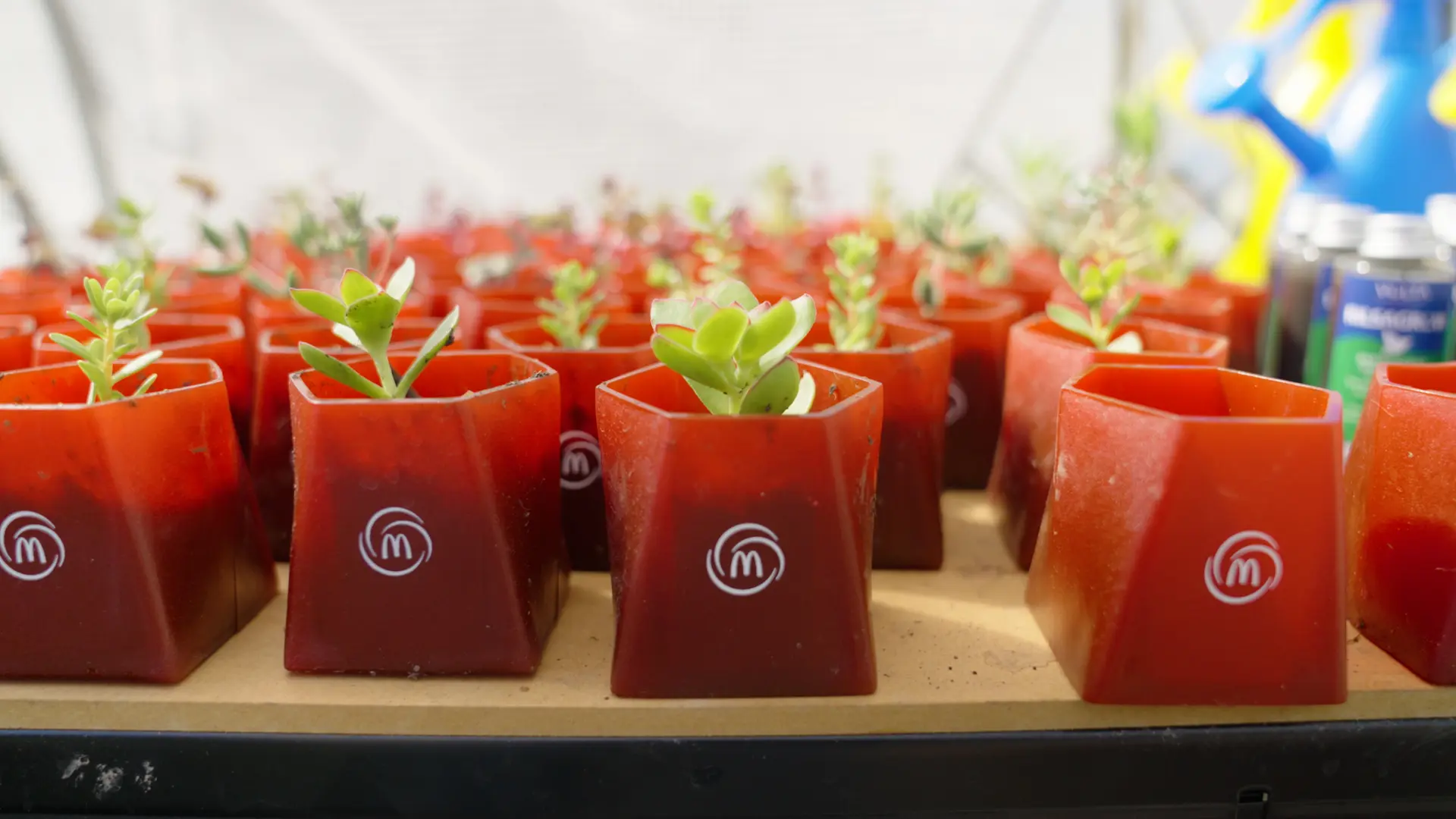 McDonald’s transforma la industria con instalación de Huerto Urbano en restaurante de Macul